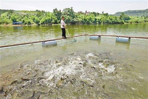 沈陽(yáng)專業(yè)魚蝦膨化料多少錢一袋價(jià)格