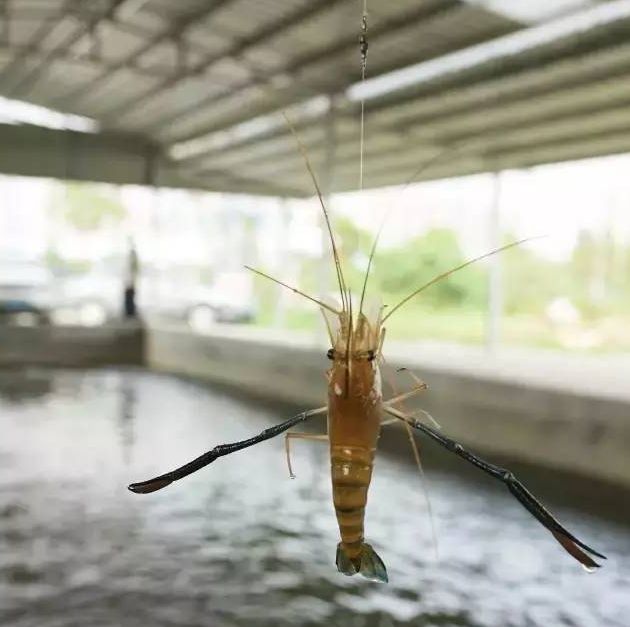 威海哪里有魚蝦膨化料價錢價格