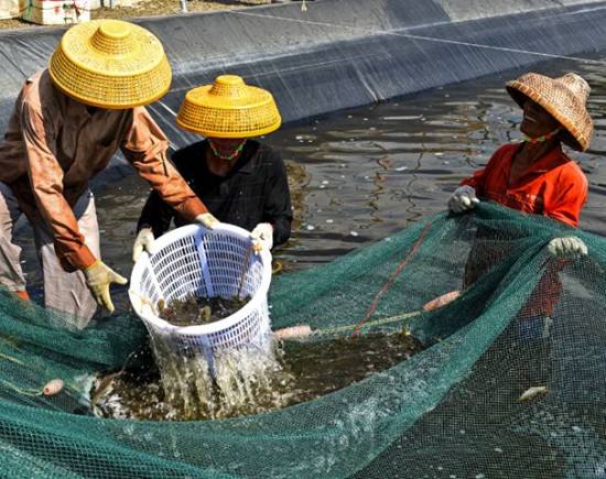 青龍專業(yè)魚蝦膨化料加工批發(fā)