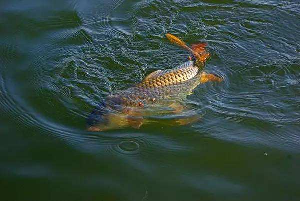 青龍高質(zhì)量養(yǎng)殖魚蝦飼料廠家