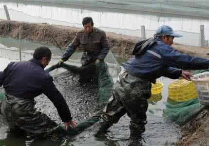 萊蕪高質量魚蝦飼料批發(fā)批發(fā)