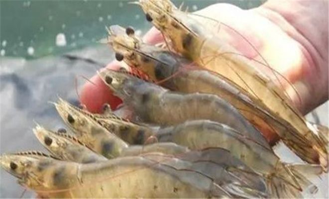 盤錦專業(yè)魚蝦飼料價格價格