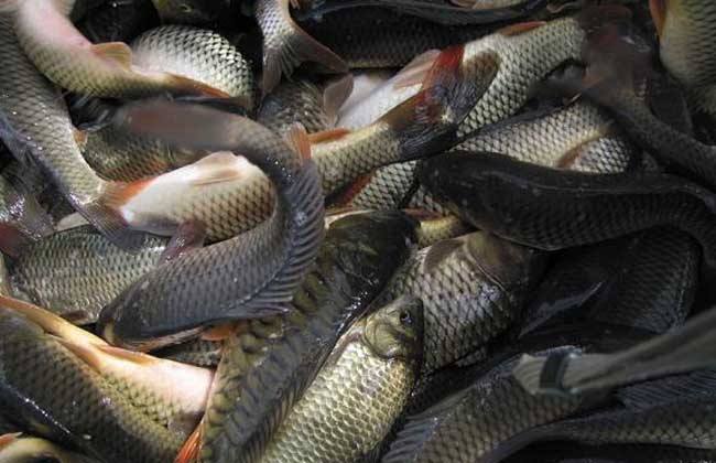 灤南高質(zhì)量魚蝦飼料價格價格