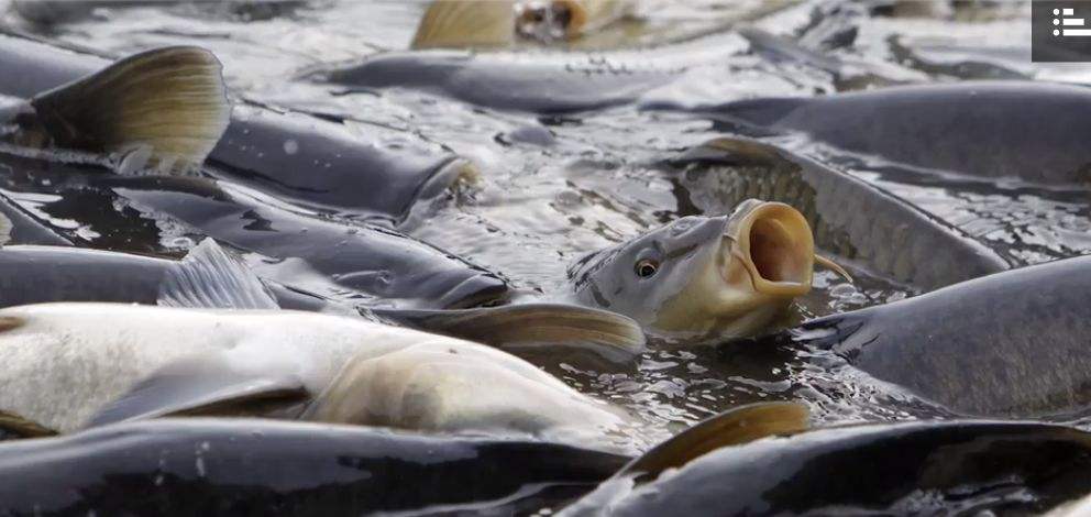 丹東專業(yè)魚蝦飼料品牌廠家