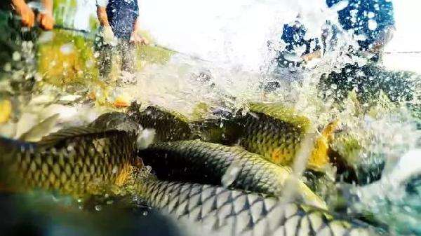 山東高質(zhì)量魚蝦飼料代理價格