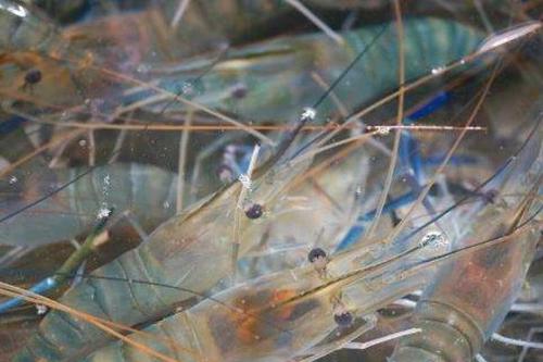 遼寧哪里有魚蝦飼料生產(chǎn)批發(fā)